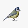 Integer iaculis