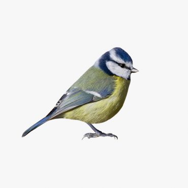 Integer iaculis