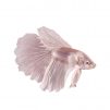 Male white Opal betta