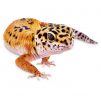 Leopard Gecko