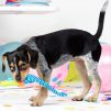 Party blower dog