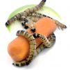 Superworms organically