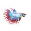 Male Elephant Ear Betta