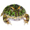 Pacman Frog