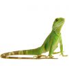 Water dragon